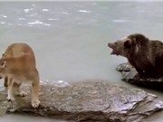 Clip: Gấu con thoát chết thần kỳ trước nanh vuốt báo sư tử