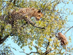 Clip: Báo đốm truy sát khỉ con trên cây