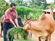 Đak Đoa nâng cao chất lượng đàn bò lai