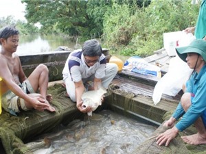 Bí quyết nuôi cá chép giòn thu lãi cả tỷ đồng/năm ở An Giang