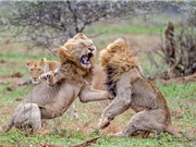 Clip: 2 con sư tử đực hỗn chiến giành sư tử cái