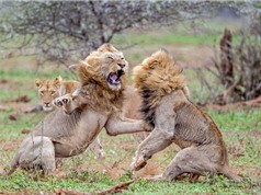 Clip: 2 con sư tử đực hỗn chiến giành sư tử cái