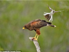 LẠ: Chim nhỏ tấn công chim lớn vì “sĩ gái”