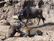 Clip động vật đại chiến ấn tượng nhất tuần: Hà mã xé xác ngựa vằn, báo leo cây săn khỉ