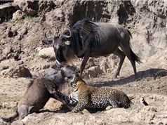 Clip động vật đại chiến ấn tượng nhất tuần: Hà mã xé xác ngựa vằn, báo leo cây săn khỉ