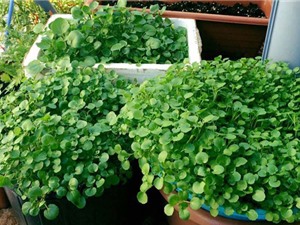 Hướng dẫn trồng rau cải xoong trong thùng xốp cho năng suất cao