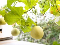 Cách trồng dưa lê sai trái, siêu ngọt tại nhà