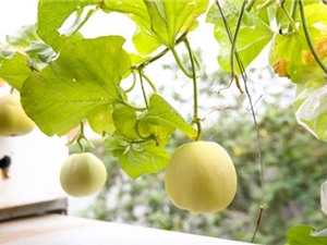 Cách trồng dưa lê sai trái, siêu ngọt tại nhà