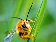 Phát hiện mới đầy thú vị về khả năng học hỏi của ong nghệ