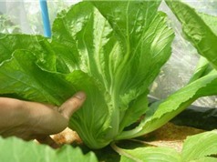 Kỹ thuật trồng rau cải bẹ muối dưa tại nhà cực đơn giản