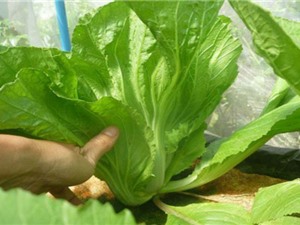 Kỹ thuật trồng rau cải bẹ muối dưa tại nhà cực đơn giản