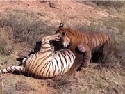 Clip: Màn quyết chiến kịch liệt của 2 con hổ