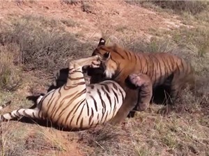 Clip: Màn quyết chiến kịch liệt của 2 con hổ