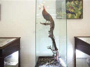 Cá bống trắng và giống gà quý con trai Nhật hoàng tặng bảo tàng Việt Nam