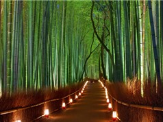 “Mục sở thị” 10 khu rừng đẹp nhất thế giới