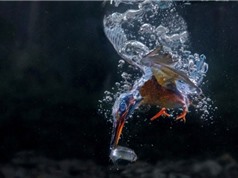 Cận cảnh màn ngụp lặn dưới nước săn mồi của chim bói cá