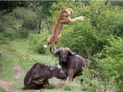 Clip: Tấn công trâu rừng, đàn sư tử nhận “cái kết đắng”