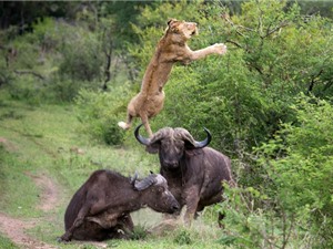 Clip: Tấn công trâu rừng, đàn sư tử nhận “cái kết đắng”