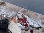 Cá sấu chết thảm vì bị du khách ném đá