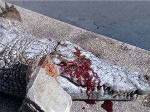 Cá sấu chết thảm vì bị du khách ném đá