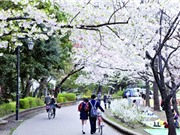 10 điểm ngắm hoa anh đào lý tưởng nhất ở Nhật Bản và Hàn Quốc
