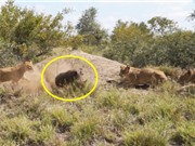Clip: Heo rừng thoát thân ngoạn mục trước vòng vây của bầy sư tử