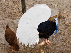 Chiêm ngưỡng bộ lông cực “độc” của gà lôi Bulwer