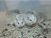 Clip: Cận cảnh quá trình phát triển của chuột hamster