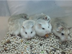 Clip: Cận cảnh quá trình phát triển của chuột hamster