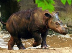 Điểm danh 10 loài vật đã tuyệt chủng ở Việt Nam 2 thập kỷ qua