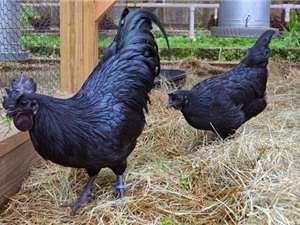 Kỹ thuật nuôi gà đen Ayam Cemani kiếm nghìn USD