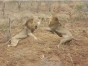 Clip: Cuộc chiến giành mồi tàn khốc của 2 con sư tử đực