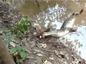 Clip: Cá chình phóng điện giật chết cá sấu