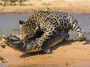 Clip động vật đại chiến ấn tượng nhất tuần: Trâu rừng húc bay sư tử, báo đốm bắt cá sấu