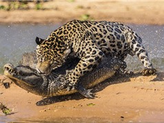 Clip động vật đại chiến ấn tượng nhất tuần: Trâu rừng húc bay sư tử, báo đốm bắt cá sấu