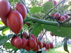 Những trái cây giống ngoại ở Đà Lạt từng lên ‘cơn sốt’