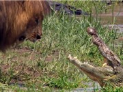 Clip: Sư tử đực dọa cá sấu “chết khiếp”
