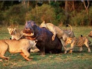 Clip: Bầy sư tử hợp sức săn giết hà mã