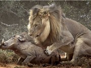 Clip: Sư tử sát hại gia đình heo rừng