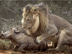 Clip: Sư tử sát hại gia đình heo rừng