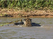 Clip: Cá sấu con bỏ mạng vì cả gan tấn công báo