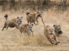 Clip: Màn hỗn chiến đẫm máu giữa sư tử và linh cẩu