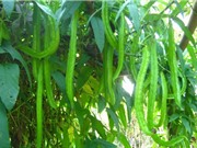 Mẹo trồng đậu rồng tại nhà cho quả sai, ít sâu bệnh