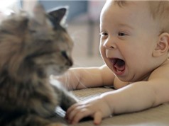 Clip: “Chết cười” với những tình huống đùa giỡn giữa trẻ em và mèo