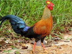 Giống gà đặc hữu của Sri Lanka khiến các “đại gia phát cuồng”