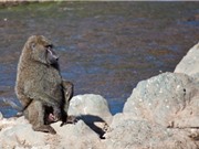 Clip: Thổ dân lừa khỉ đầu chó để lấy nước