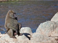 Clip: Thổ dân lừa khỉ đầu chó để lấy nước