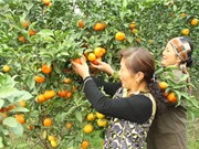 Xây dựng thương hiệu nông sản Hà Nội: Bước đi cụ thể