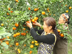 Xây dựng thương hiệu nông sản Hà Nội: Bước đi cụ thể