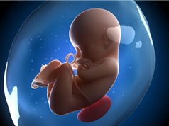 Clip: Con người được tạo ra trong bụng mẹ như thế nào?